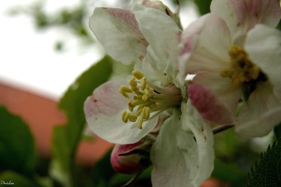 Apfelblüte1