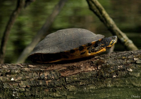 Schildkröte1